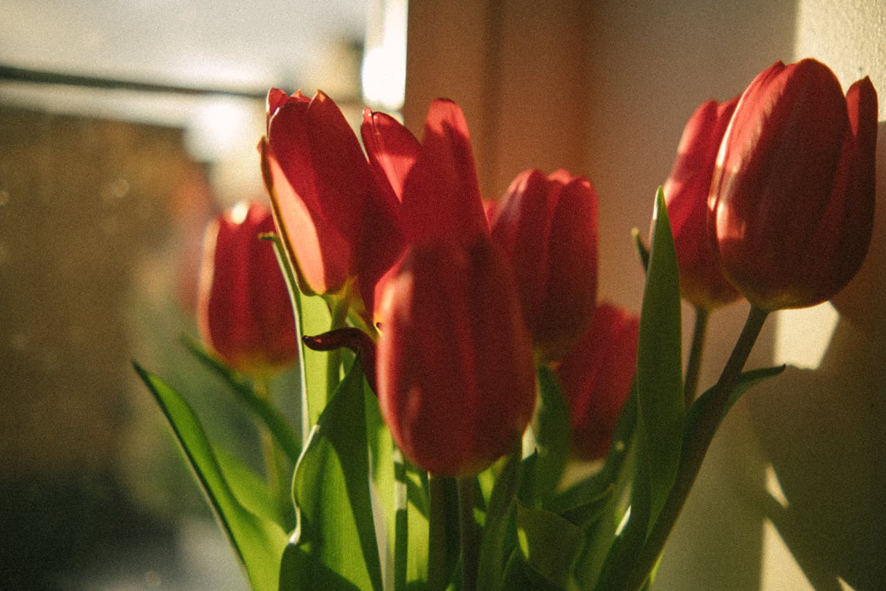 A vase of red tulips sitting on a window sill