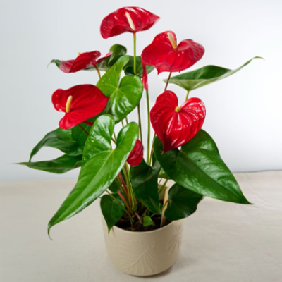 plantas